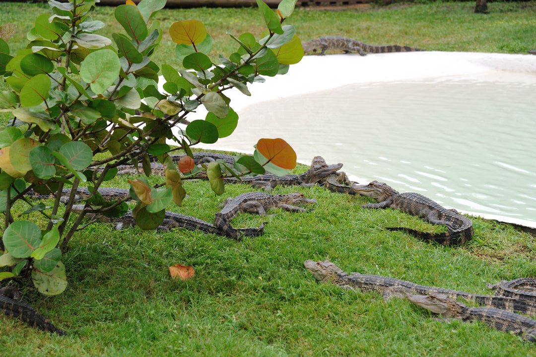 Boggy Creek Airboats
